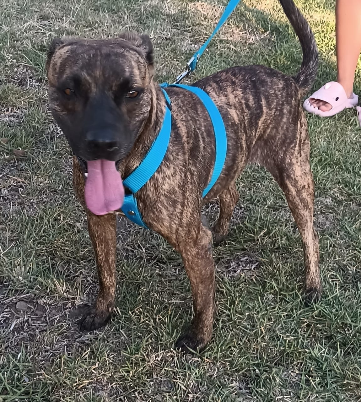 Enlarge Tom, a Adoptable mixed breed in San Diego, CA image 5/6