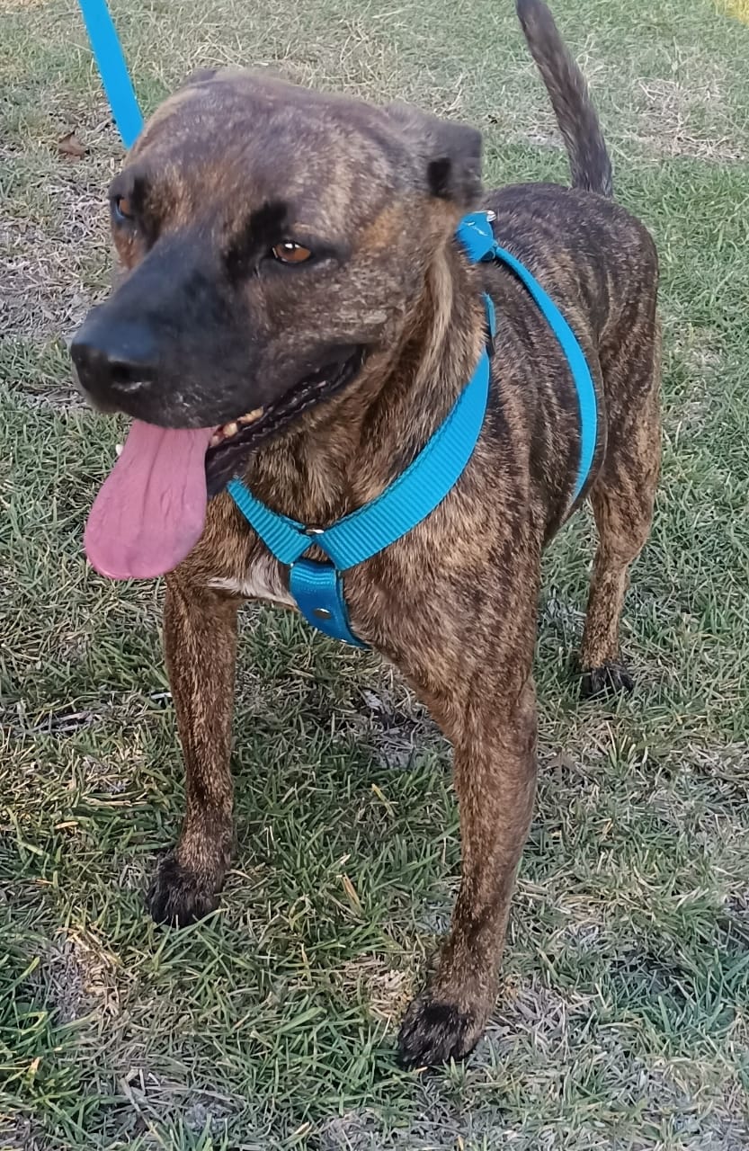 Enlarge Tom, a Adoptable mixed breed in San Diego, CA image 2/6