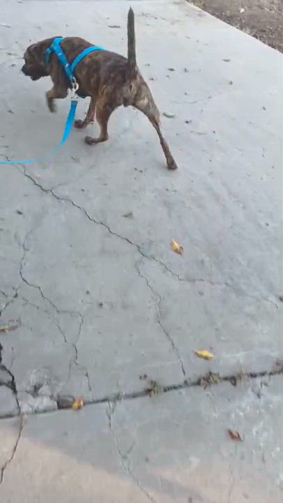 Enlarge Tom, a Adoptable mixed breed in San Diego, CA video 6/6