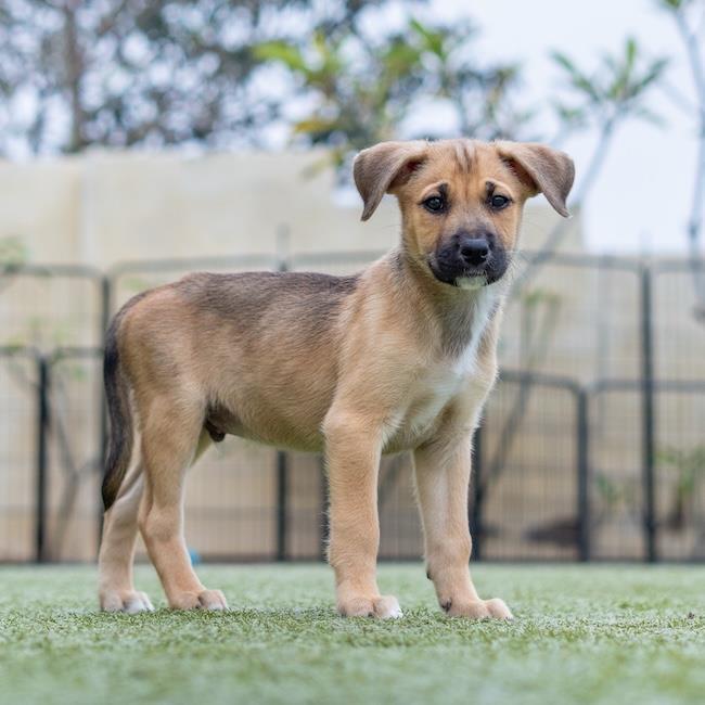 Chicago Pup - White Sox, a Adoptable mixed breed in San Diego, CA image 1/3