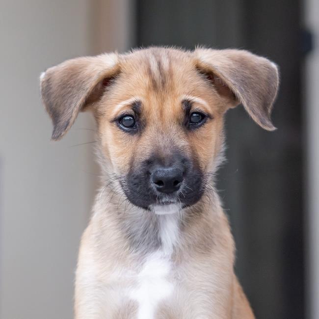 Chicago Pup - White Sox, a Adoptable mixed breed in San Diego, CA image 2/3