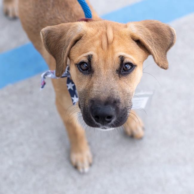 Enlarge Chicago Pup - White Sox, a Adoptable mixed breed in San Diego, CA image 1/3
