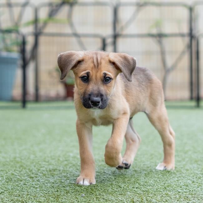 Chicago Pup - White Sox, a Adoptable mixed breed in San Diego, CA image 3/3