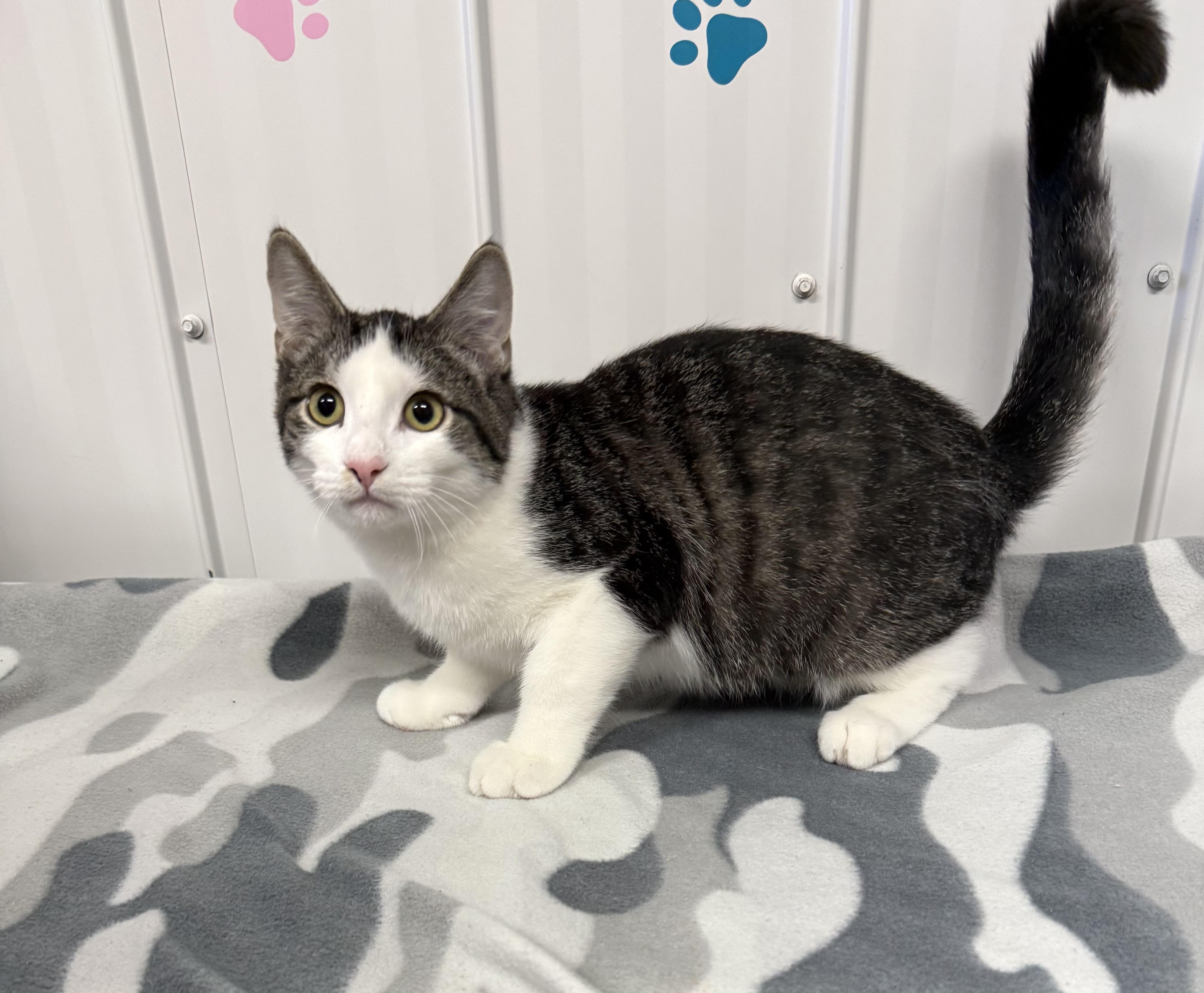 Enlarge Pickle, a Adoptable Domestic Short Hair in Cobourg, ON image 1/2