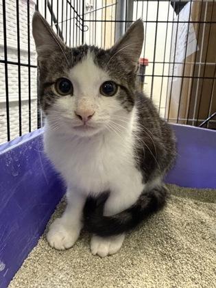 Enlarge Pickle, a Adoptable Domestic Short Hair in Cobourg, ON image 2/2