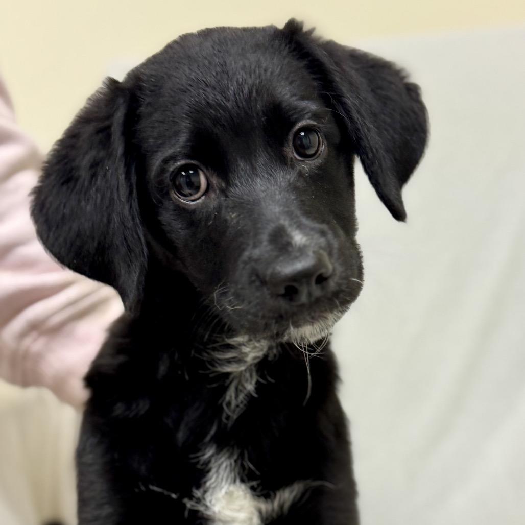 Dory, Adoptable, Puppy Female Labrador Retriever.