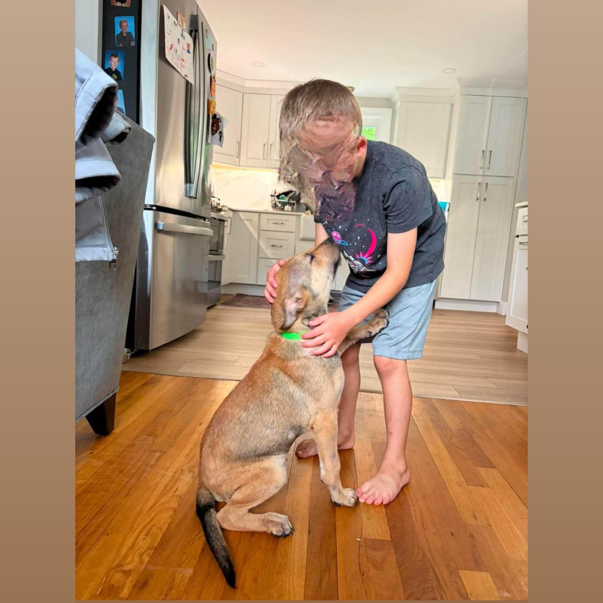 Kemper, an adopted mixed breed in Billerica, MA image 2/2