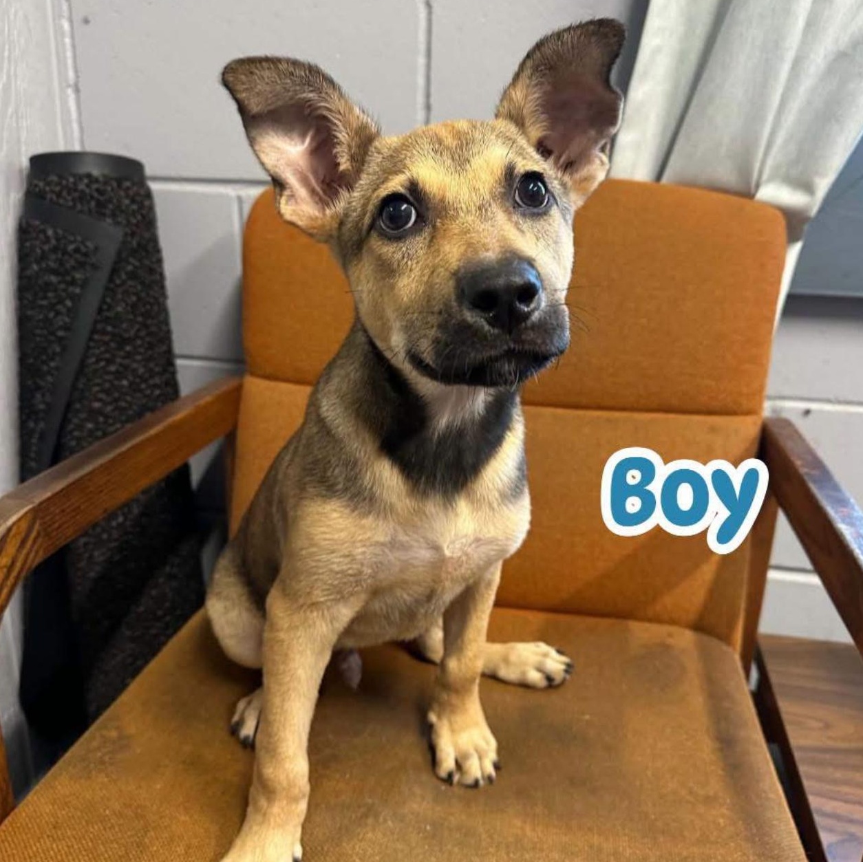 Kemper, an adopted mixed breed in Billerica, MA image 1/2