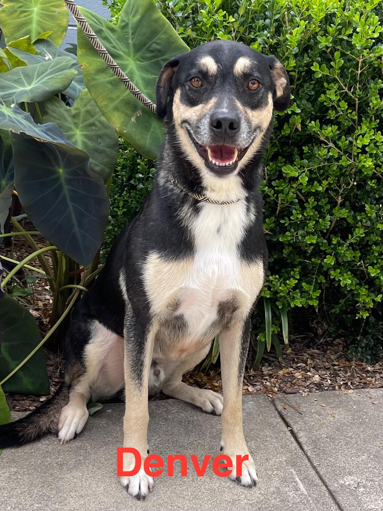 Otis , ADOPTABLE, Adult Male Shepherd.