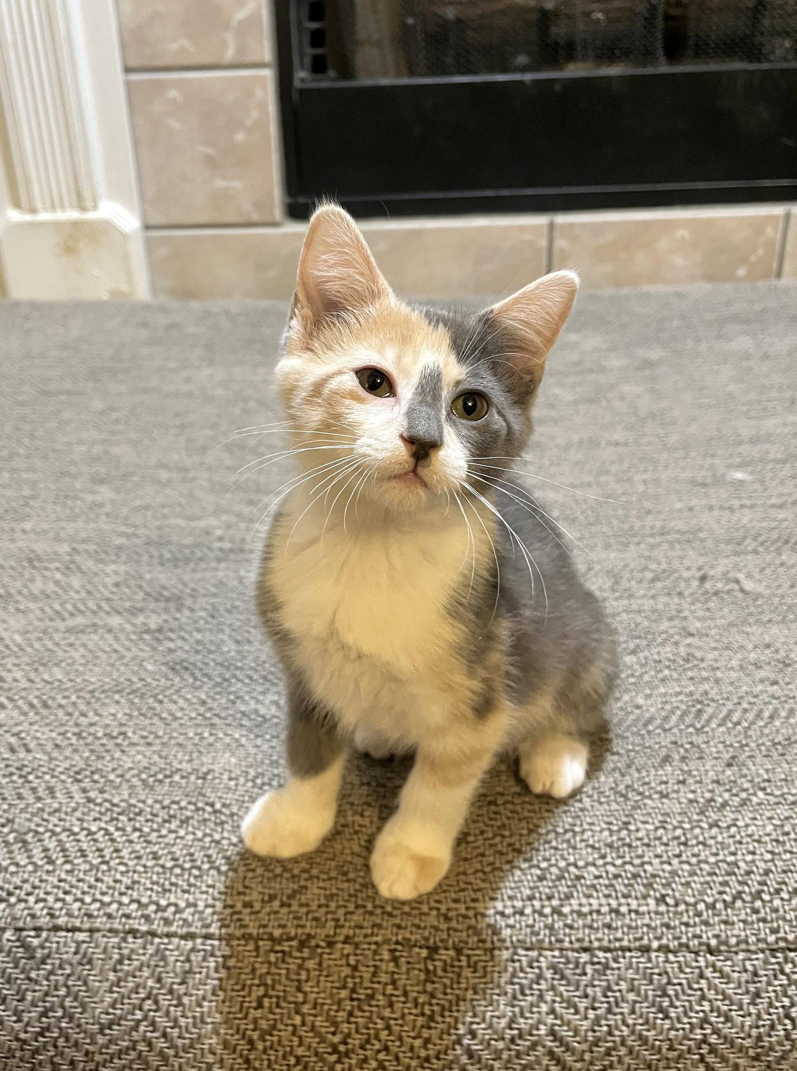 GNOCCHI, Adoptable, Kitten Female Domestic Short Hair.