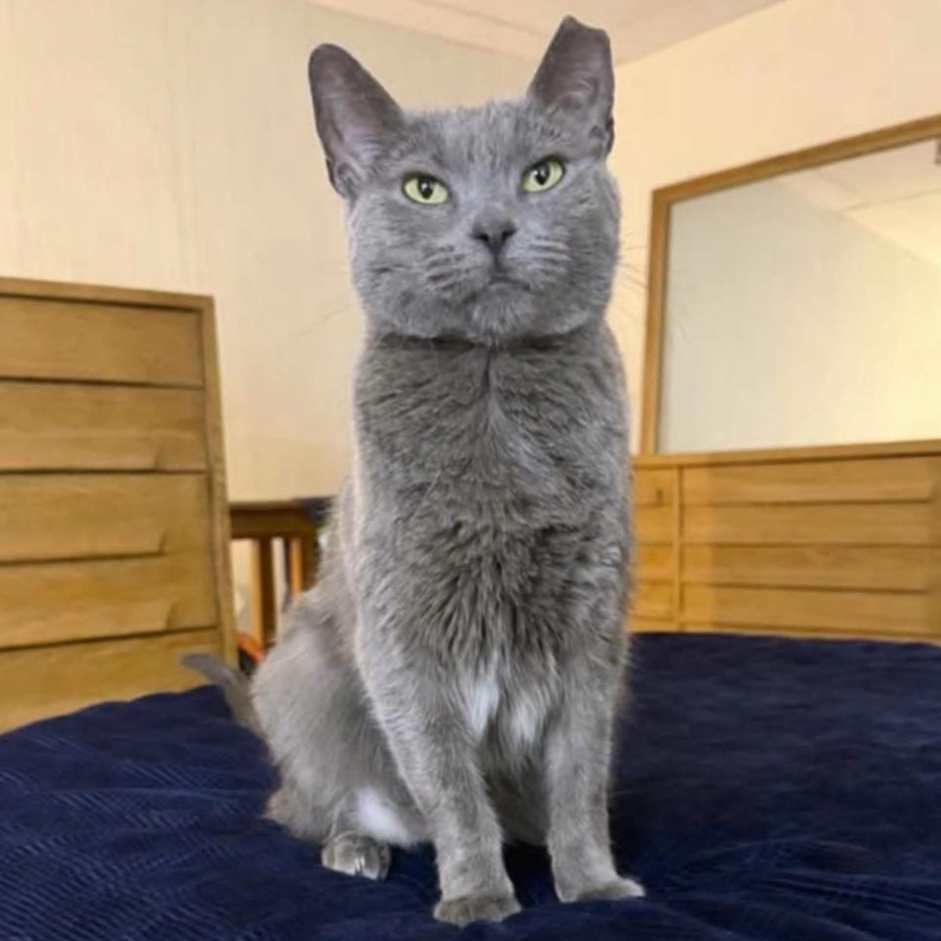 Willow, Adoptable, Young Female Domestic Short Hair.