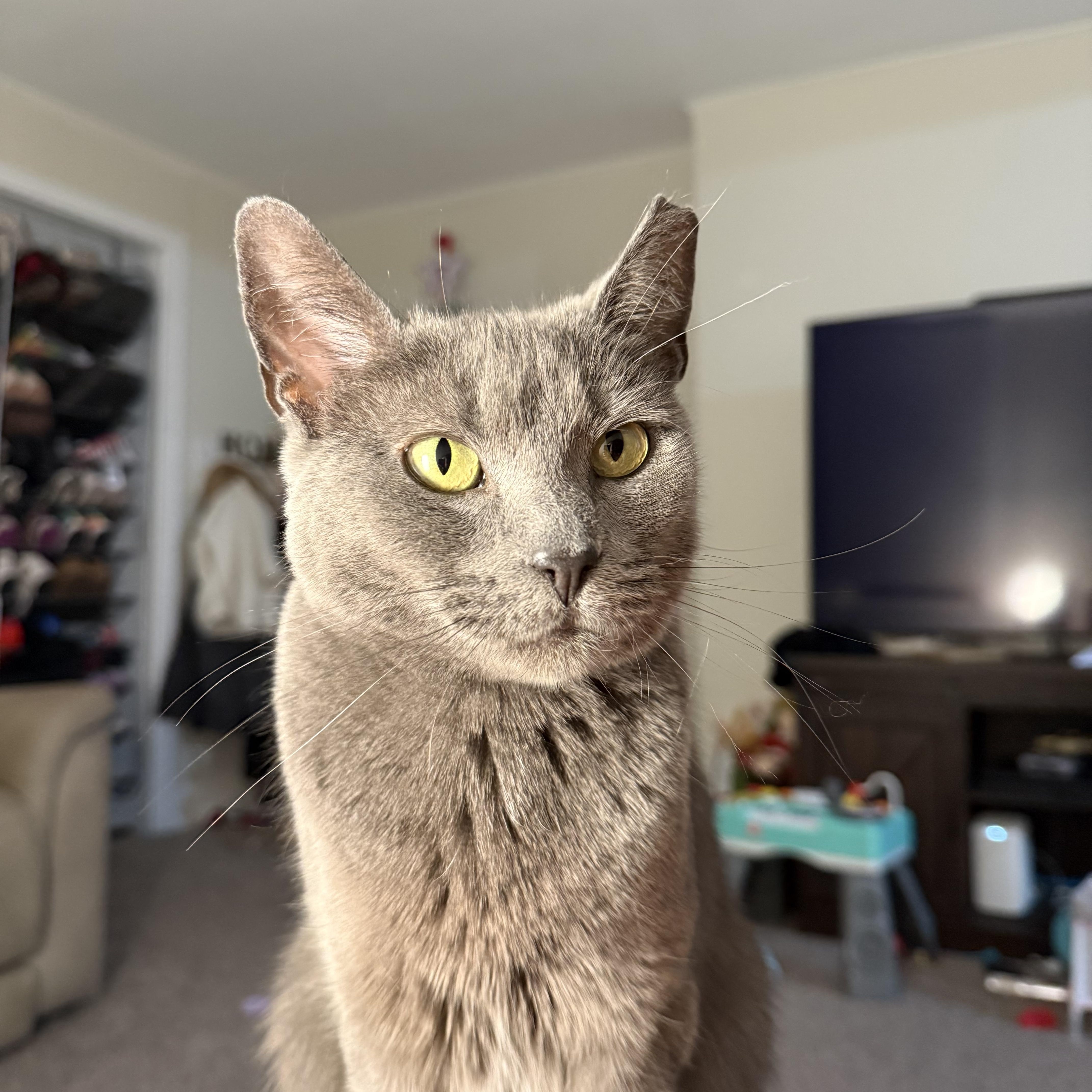 Willow, Adoptable, Young Female Domestic Short Hair.