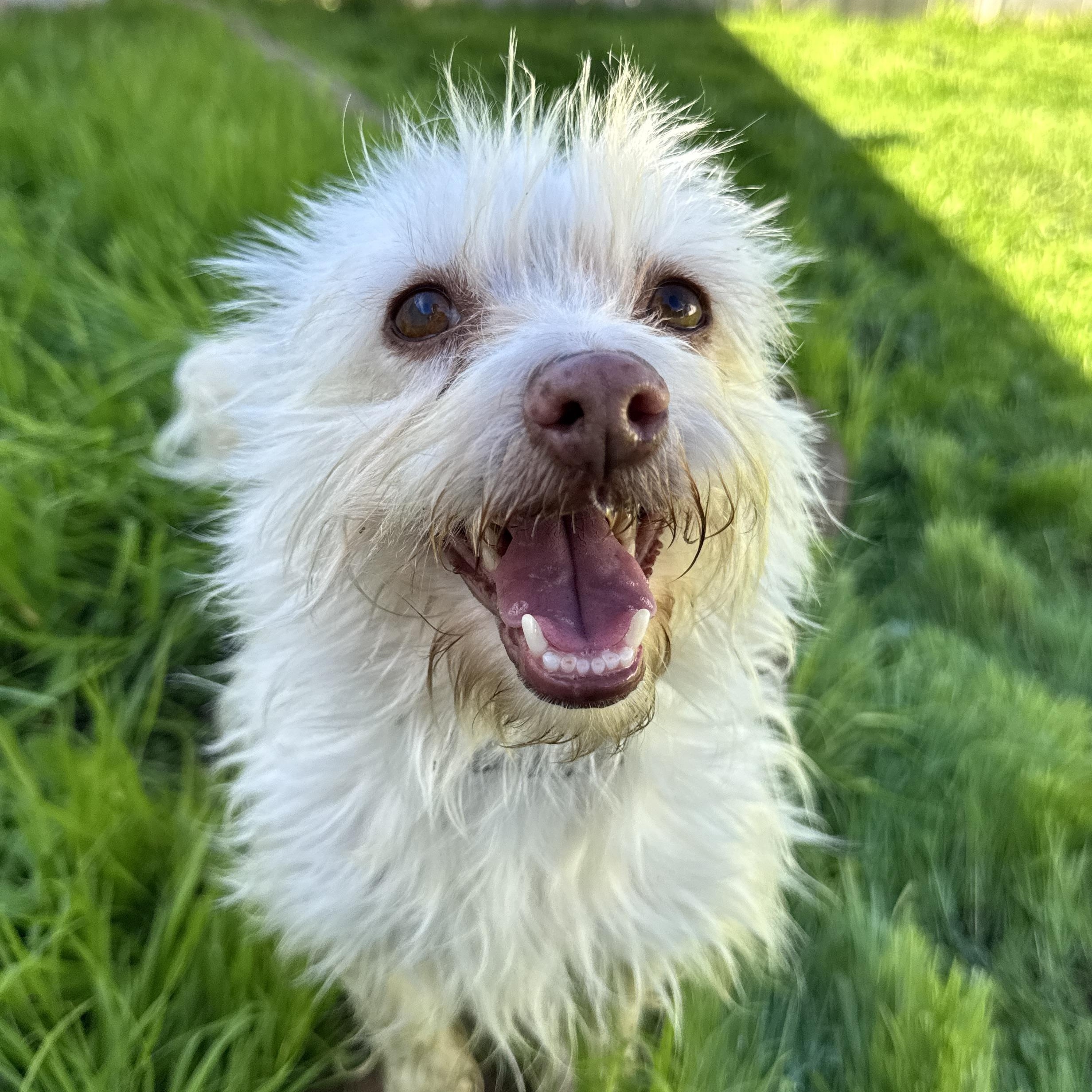 Mavis, Adoptable, Young Female West Highland White Terrier / Westie & Maltese.