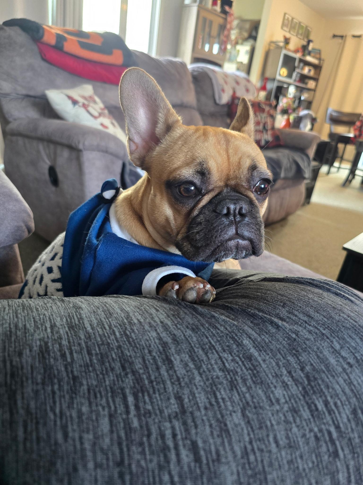 Lola, a ADOPTABLE French Bulldog in Dallas, TX image 1/3