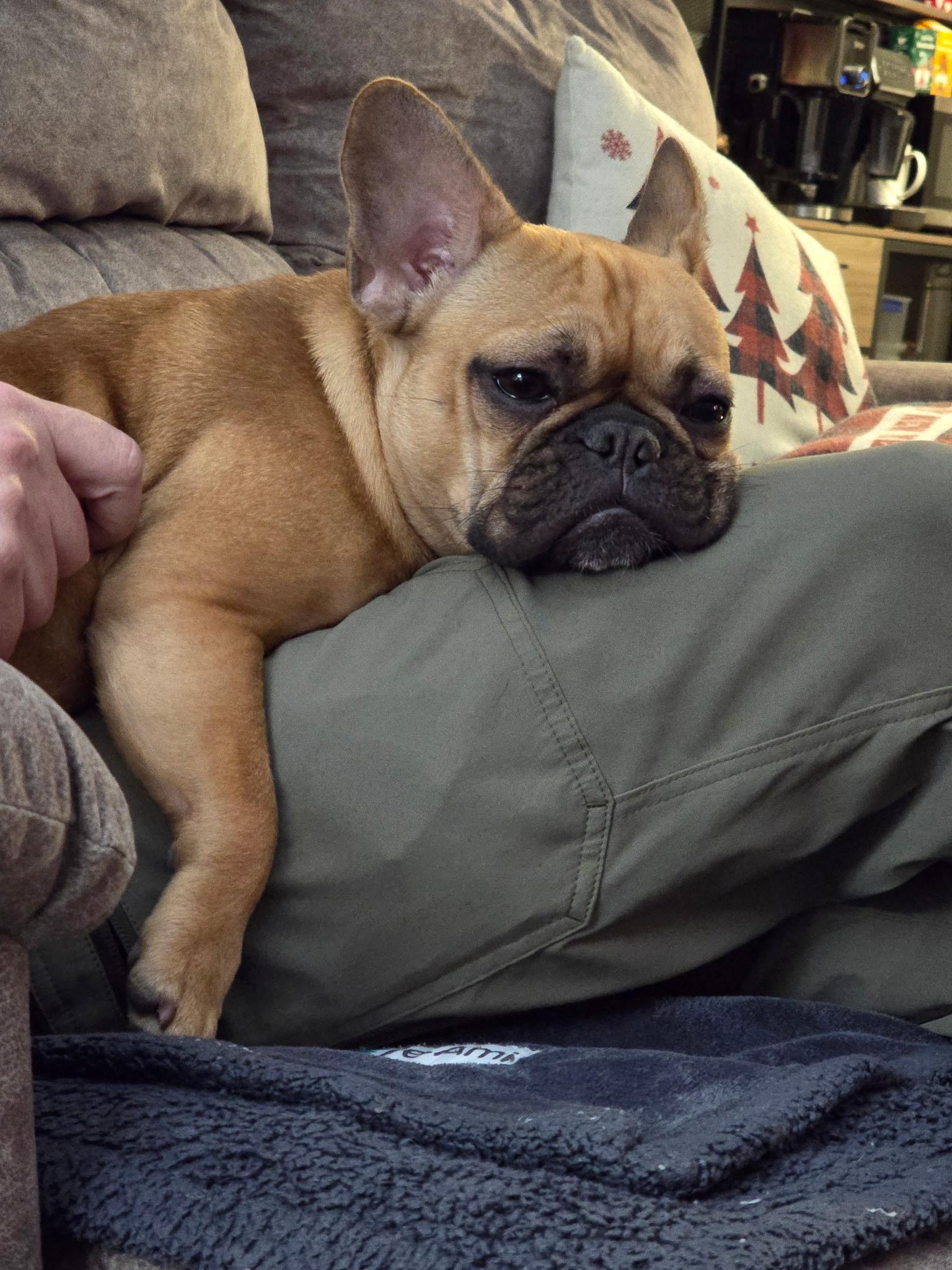Lola, a ADOPTABLE French Bulldog in Dallas, TX image 2/3
