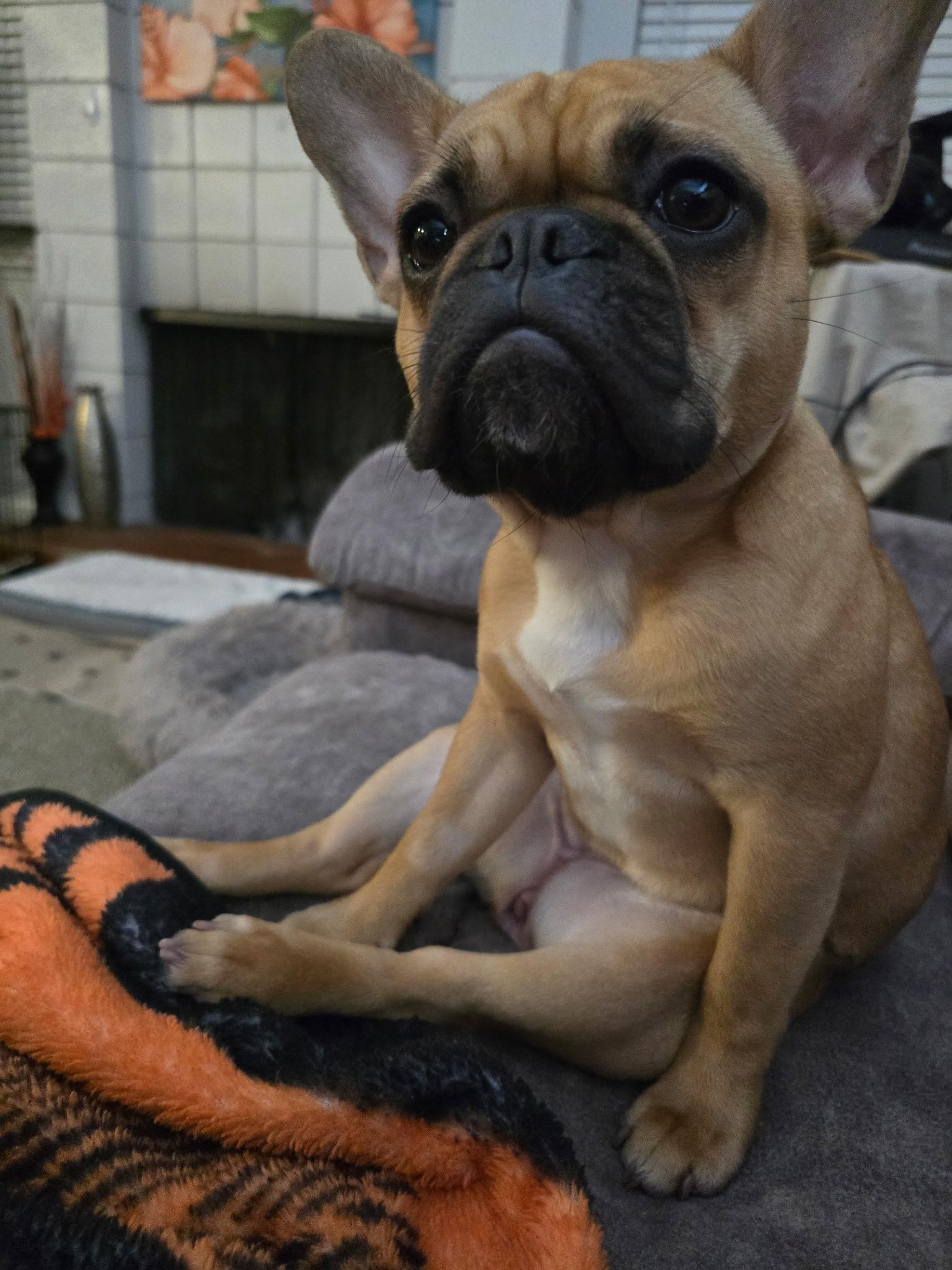 Lola, a ADOPTABLE French Bulldog in Dallas, TX image 3/3