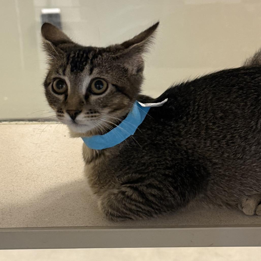 Fear (26-3C-6), Adoptable, Kitten Male Domestic Short Hair.