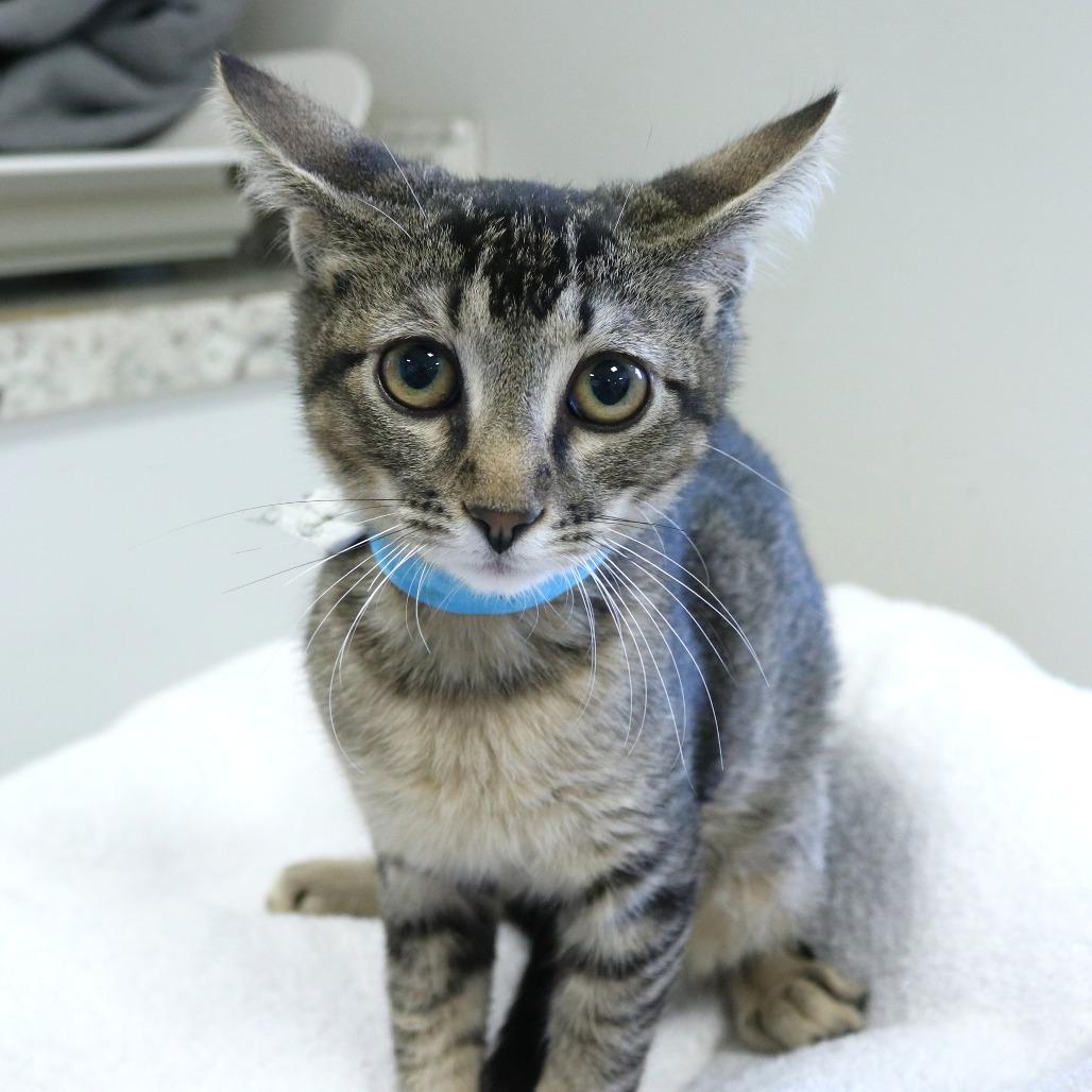 Fear (26-3C-6), a Adoptable Domestic Short Hair in Rifle, CO image 2/2