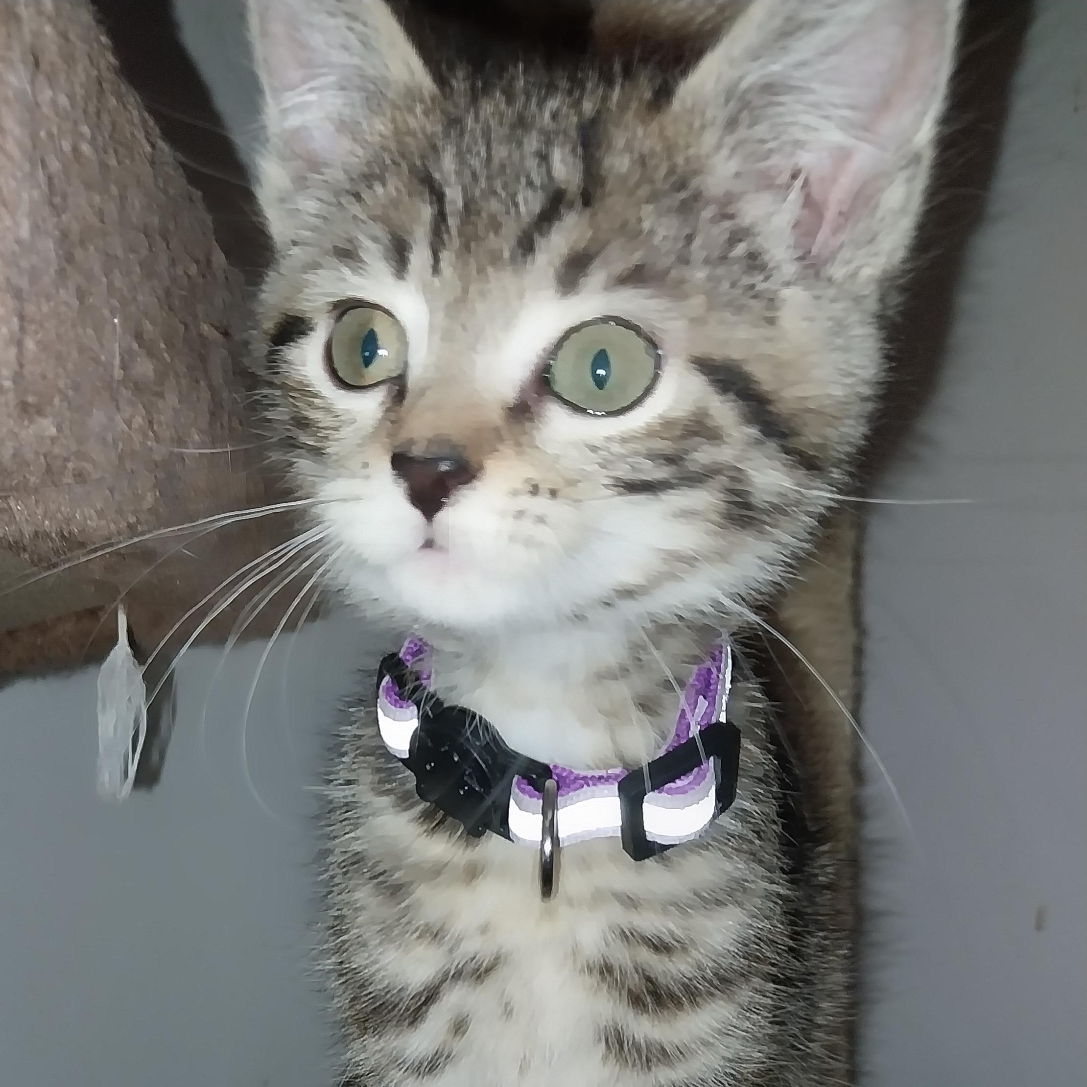 Enlarge Jacqueline, an adopted Domestic Short Hair in Aylett, VA image 1/1