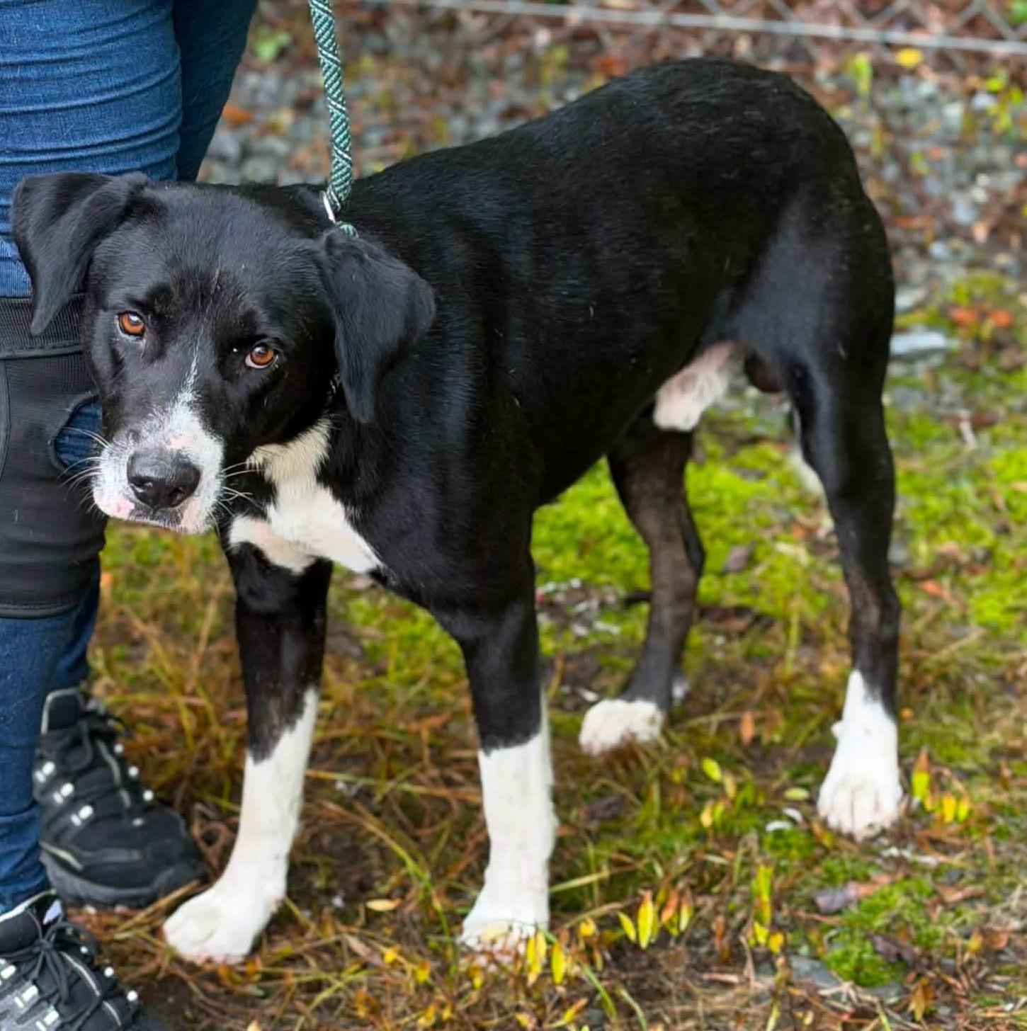 Petey P, ADOPTABLE, Adult Male Border Collie.