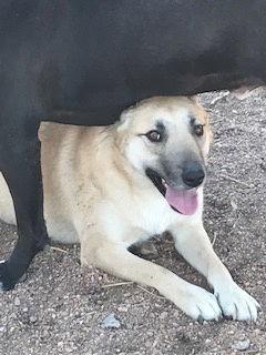 Enlarge Hutla, a Adoptable mixed breed in Westminster, CO image 1/3