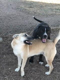 Enlarge Hutla, a Adoptable mixed breed in Westminster, CO image 2/3
