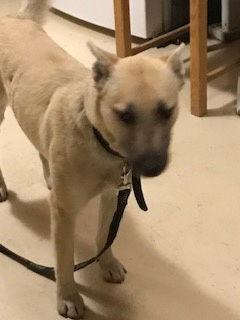 Enlarge Hutla, a Adoptable mixed breed in Westminster, CO image 3/3