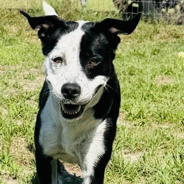 Seledonia, a Adoptable Mixed Breed in Williston, FL image 1/6