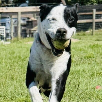 Seledonia, a Adoptable Mixed Breed in Williston, FL image 2/6