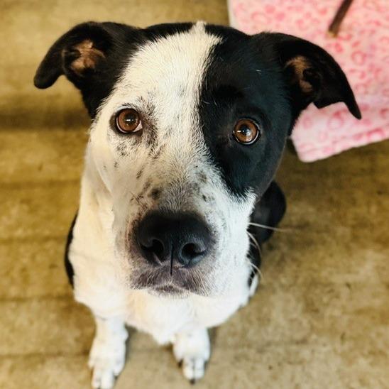 Seledonia, a Adoptable Mixed Breed in Williston, FL image 3/6