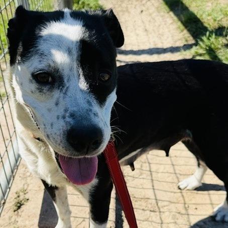 Seledonia, a Adoptable Mixed Breed in Williston, FL image 4/6