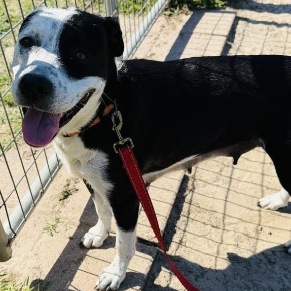Seledonia, a Adoptable Mixed Breed in Williston, FL image 5/6