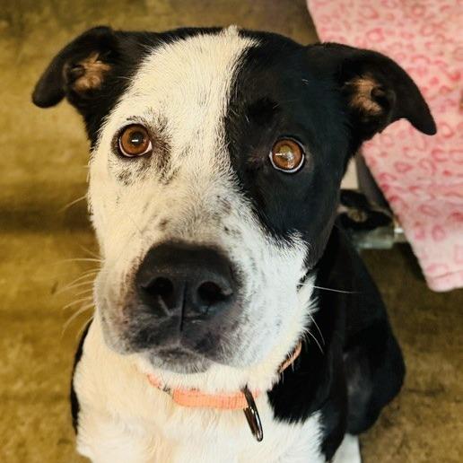 Seledonia, a Adoptable Mixed Breed in Williston, FL image 6/6