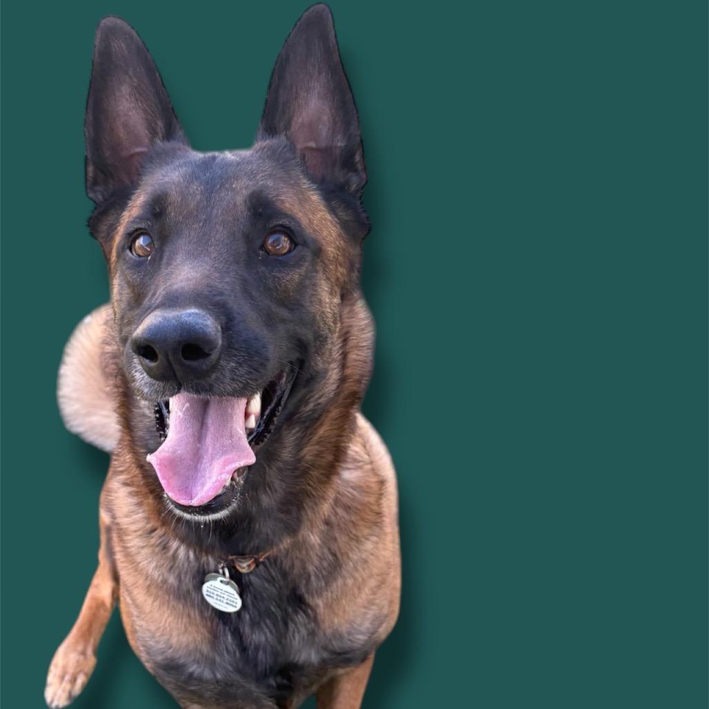 Coco, Adoptable, Adult Female Belgian Shepherd / Malinois.