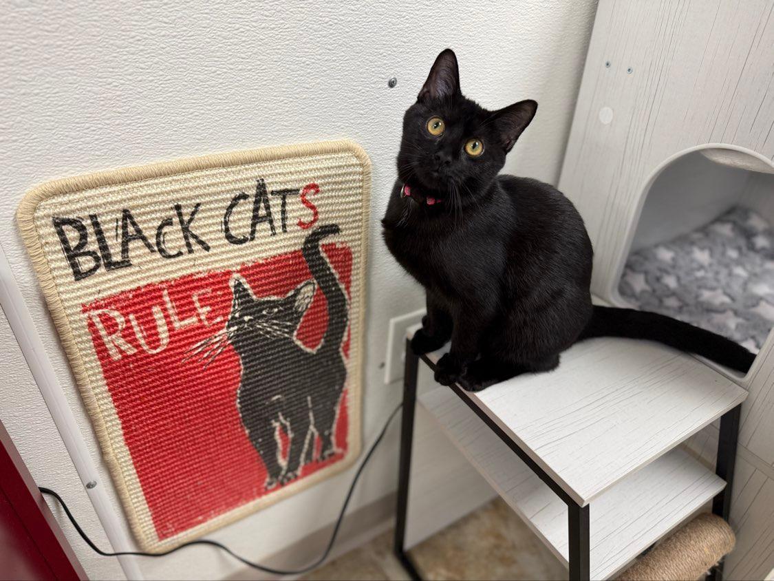 Raven, ADOPTABLE, Young Female Domestic Short Hair.