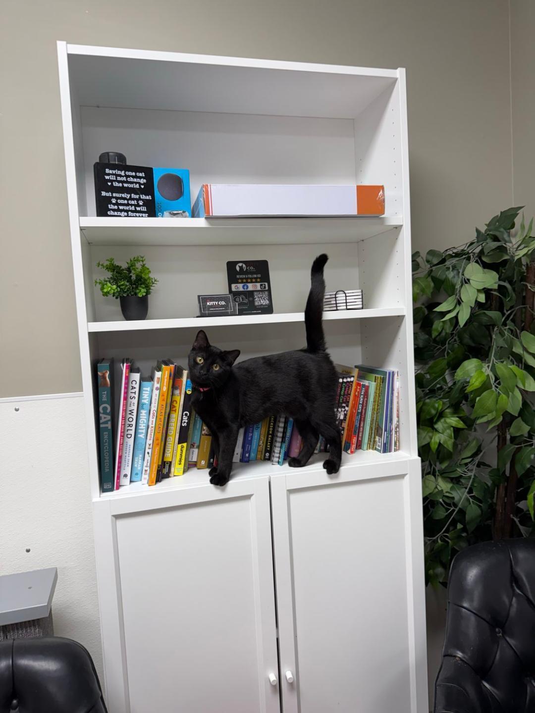 Enlarge Raven, a ADOPTABLE Domestic Short Hair in Bridgeville, PA image 2/2