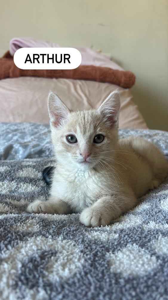 Enlarge Arthur, a Adoptable mixed breed in Gardena, CA image 1/6