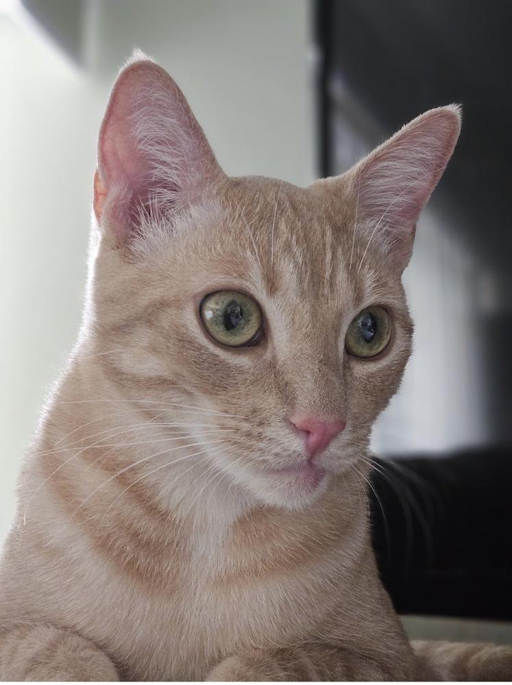 Enlarge Arthur, a Adoptable mixed breed in Gardena, CA image 2/6
