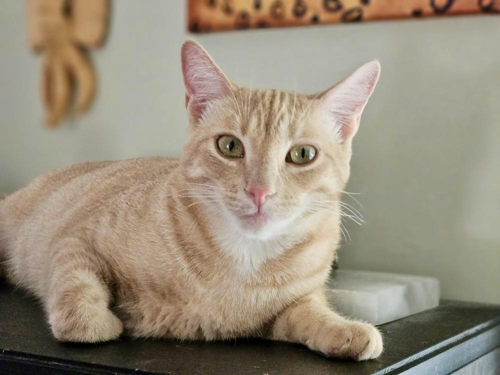 Enlarge Arthur, a Adoptable mixed breed in Gardena, CA image 5/6