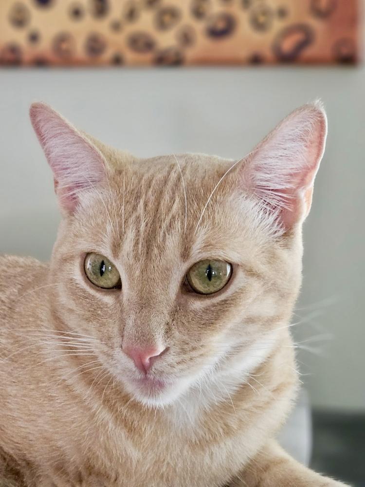 Enlarge Arthur, a Adoptable mixed breed in Gardena, CA image 6/6