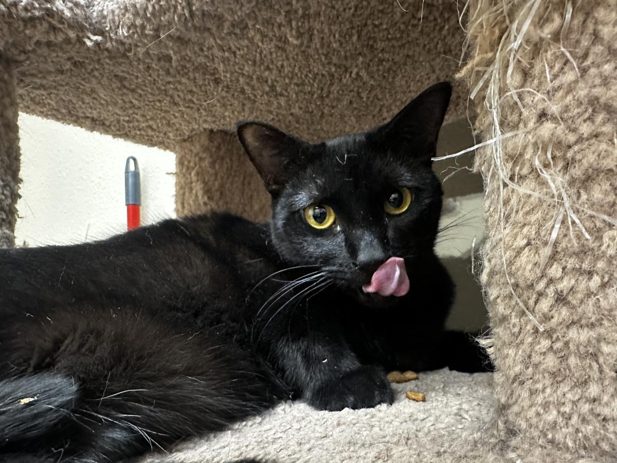 Enlarge Dolly Fuoco, a Adoptable Domestic Short Hair in Chandler, AZ image 2/3