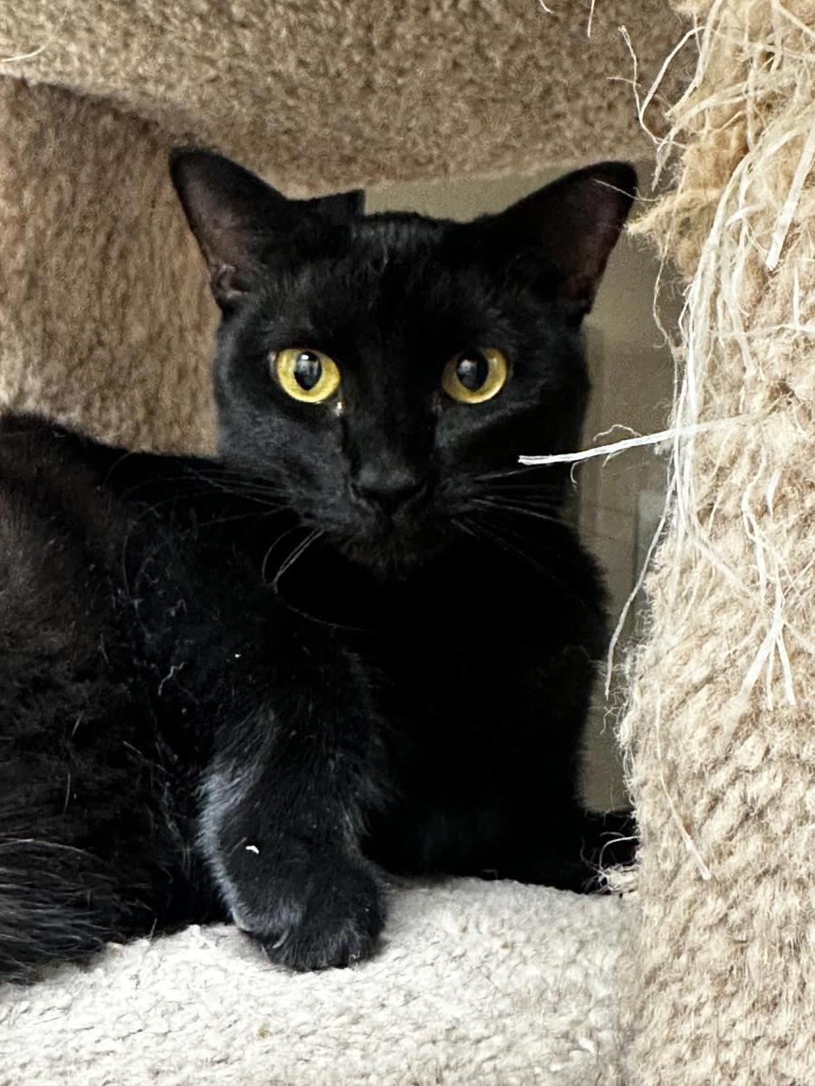 Enlarge Dolly Fuoco, a Adoptable Domestic Short Hair in Chandler, AZ image 3/3