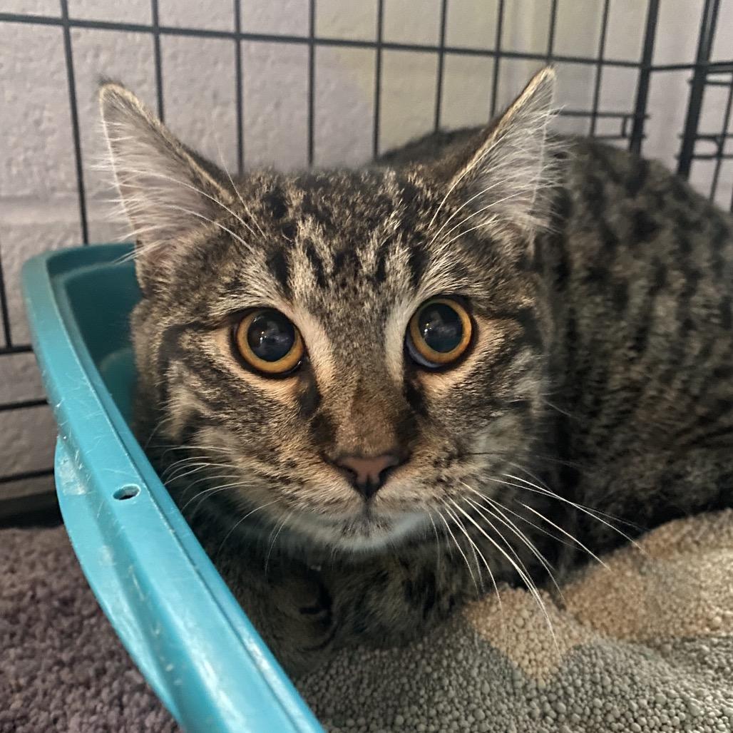 Copper, Adoptable, Young Male American Shorthair.