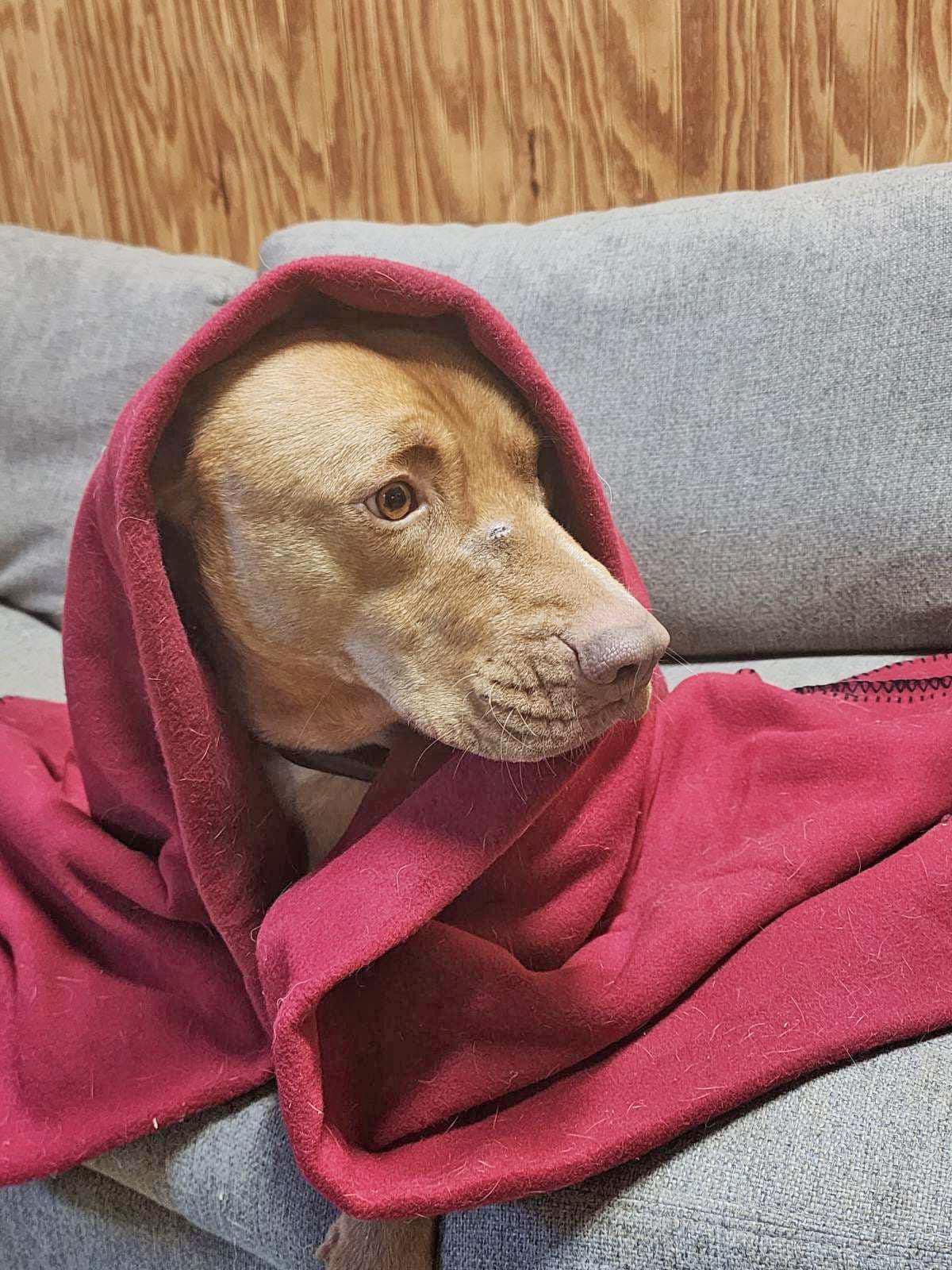 Duke (& Daisy), an adoptable Labrador Retriever in Oregon, WI, 53575 | Photo Image 6