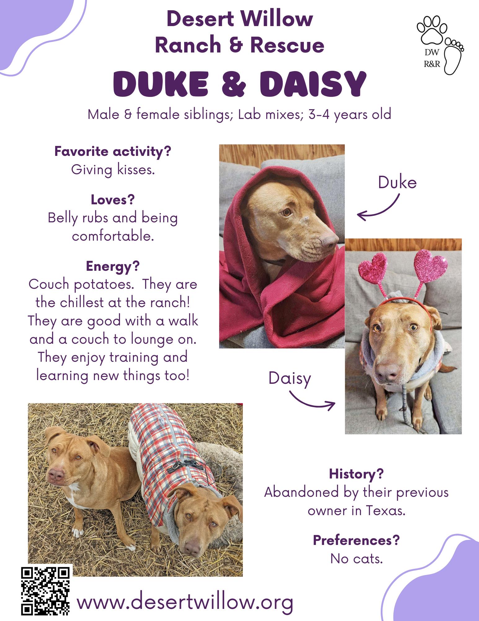 Duke photo 3