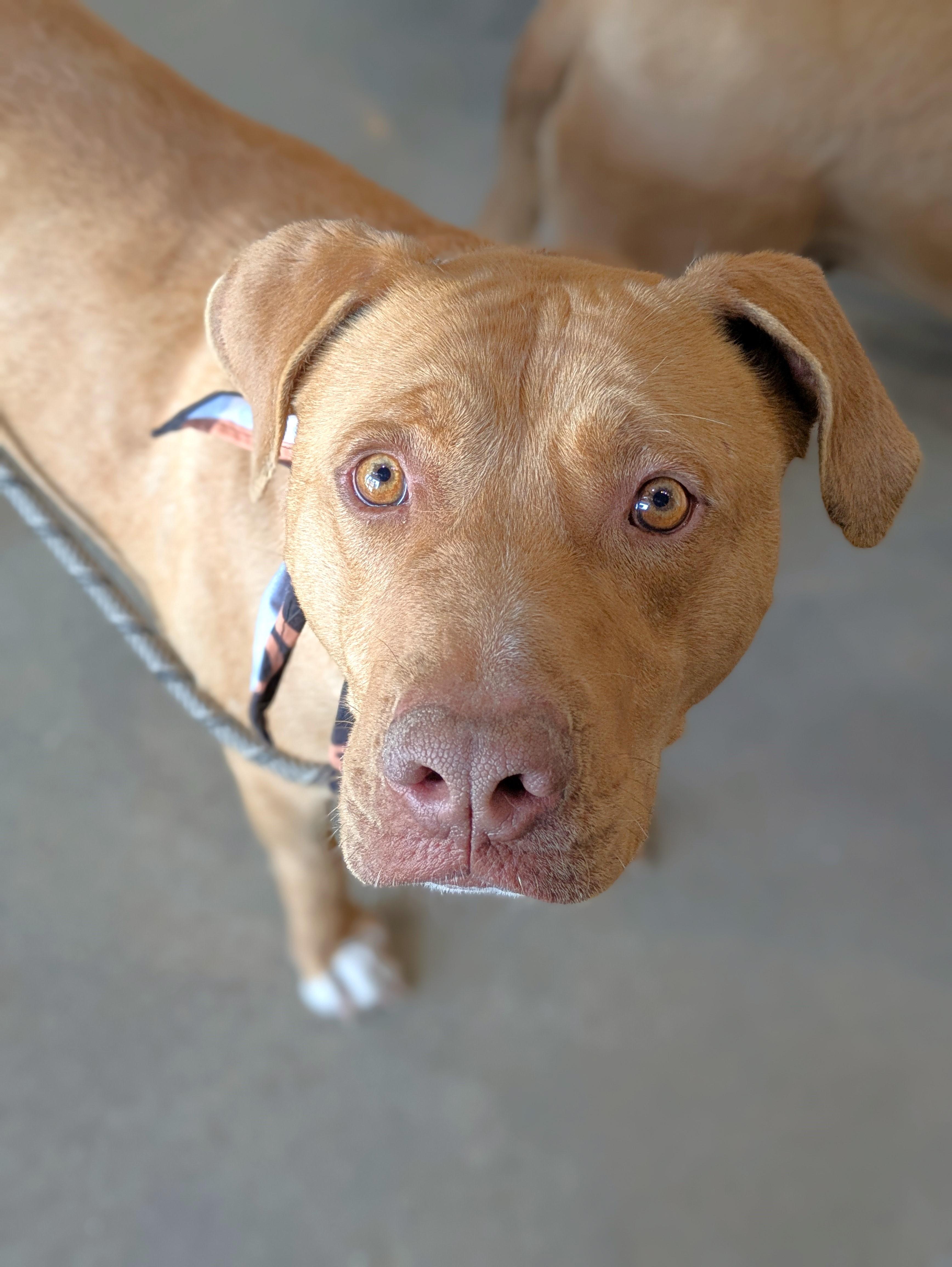 Duke (& Daisy), an adoptable Labrador Retriever in Oregon, WI, 53575 | Photo Image 3
