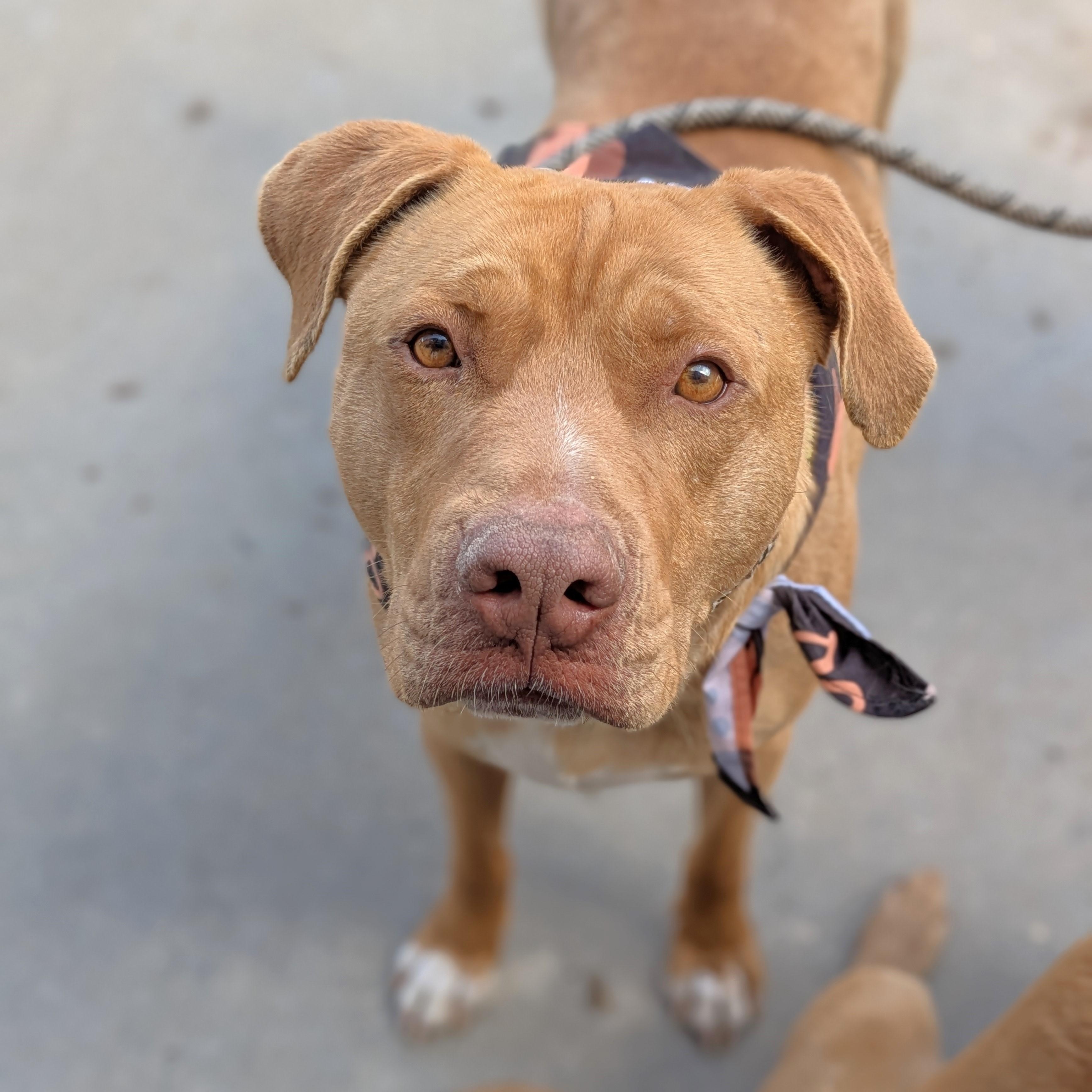 Duke, Adult Male Labrador Retriever