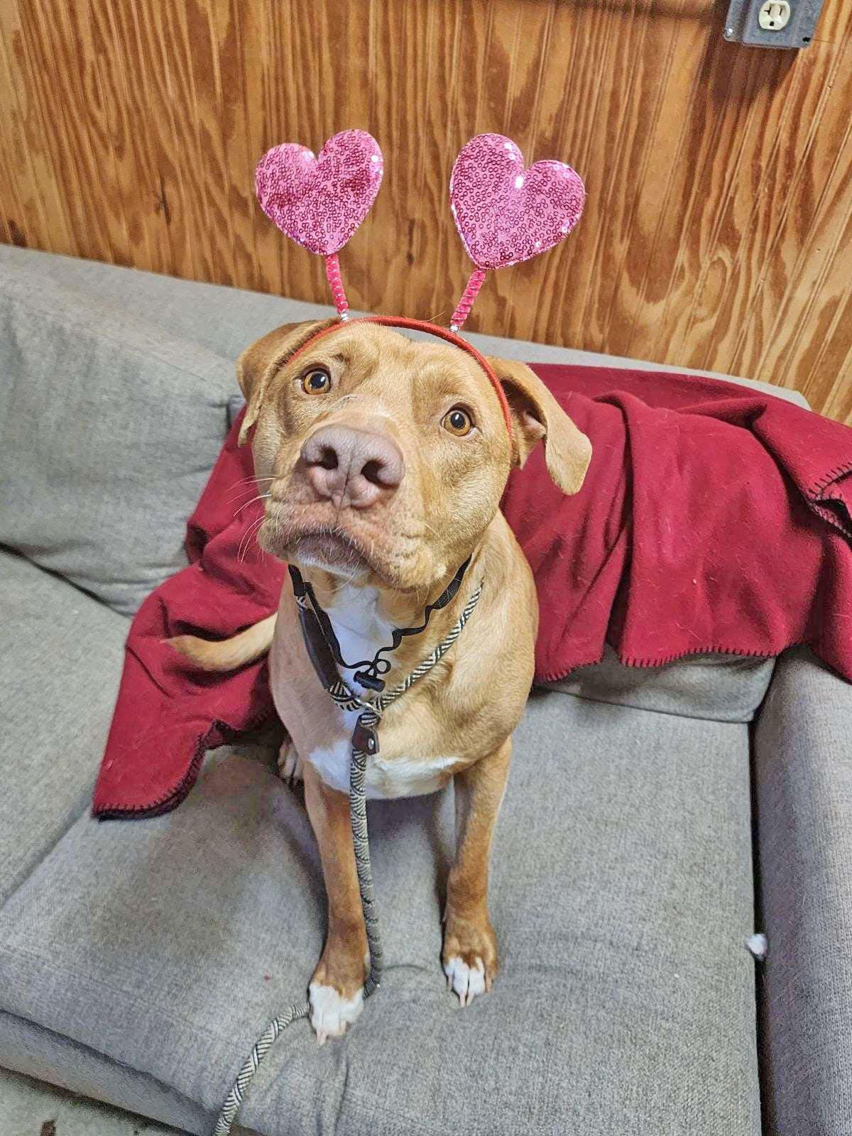 Duke (& Daisy), an adoptable Labrador Retriever in Oregon, WI, 53575 | Photo Image 4