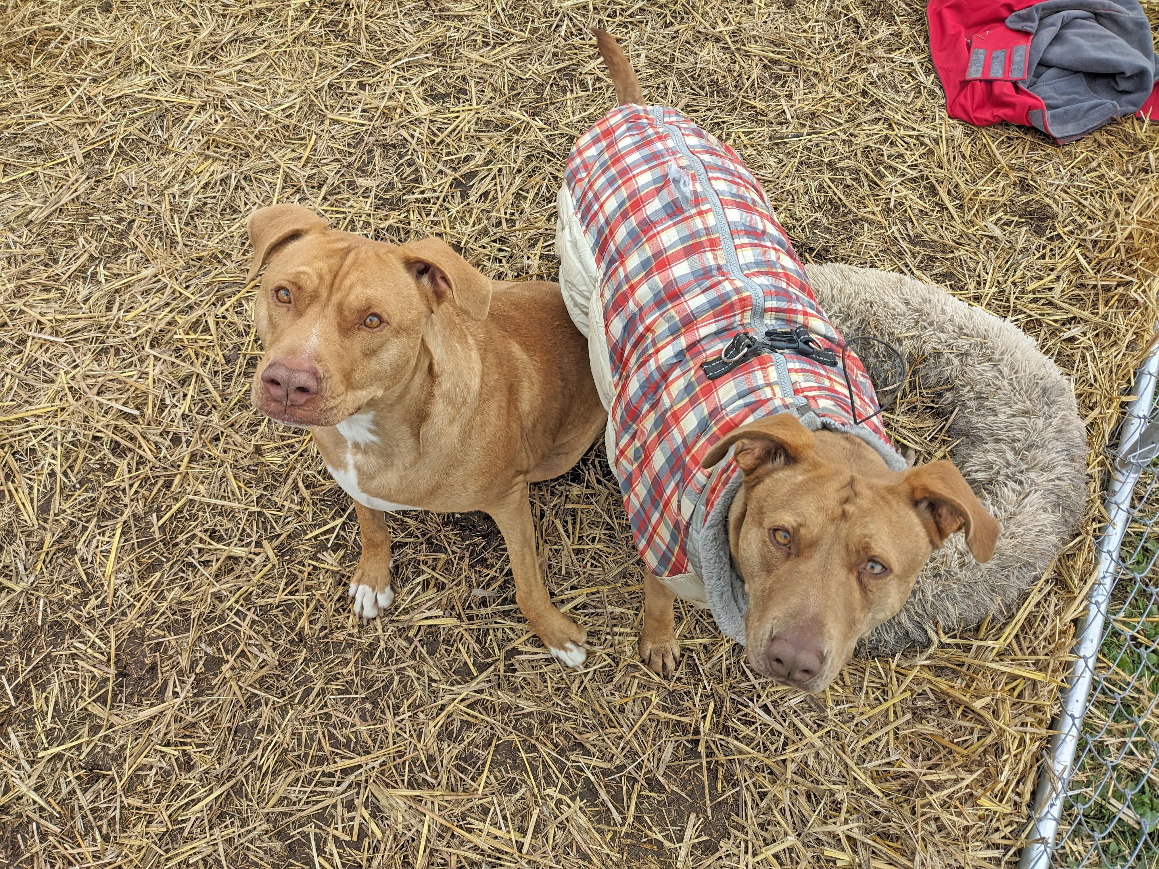 Duke (& Daisy), an adoptable Labrador Retriever in Oregon, WI, 53575 | Photo Image 5