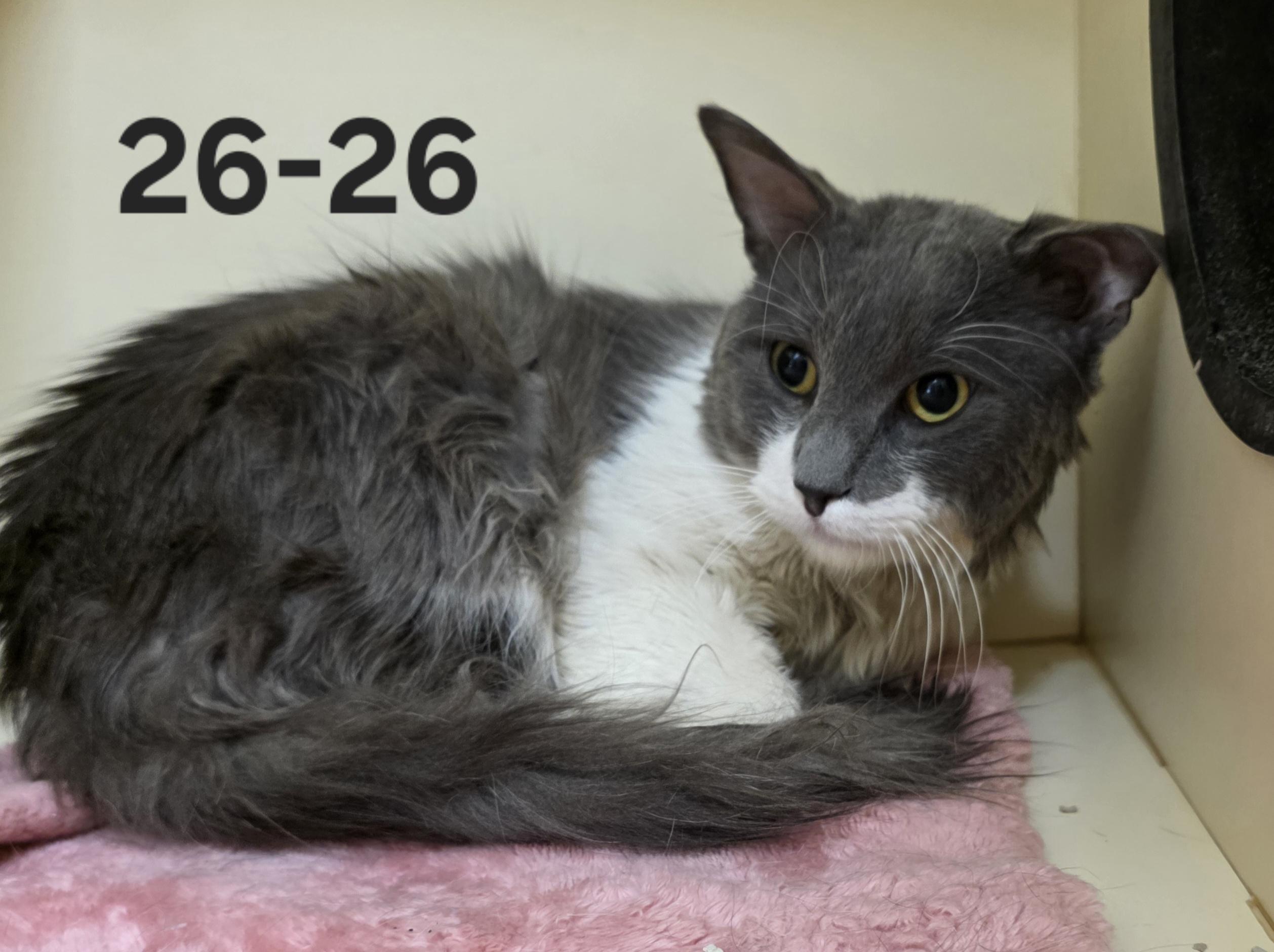 26-26, adopted, Adult Female Domestic Short Hair.